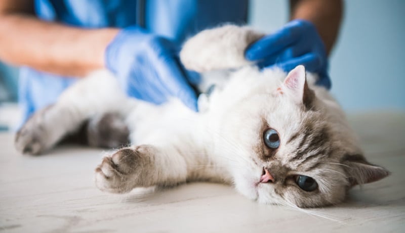 Tout savoir sur les consultations vétérinaires et l'insuffisance rénale chronique chez le chat