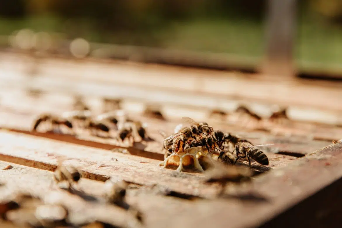 Termites volants : comment faire pour se débarrasser des termites ?
