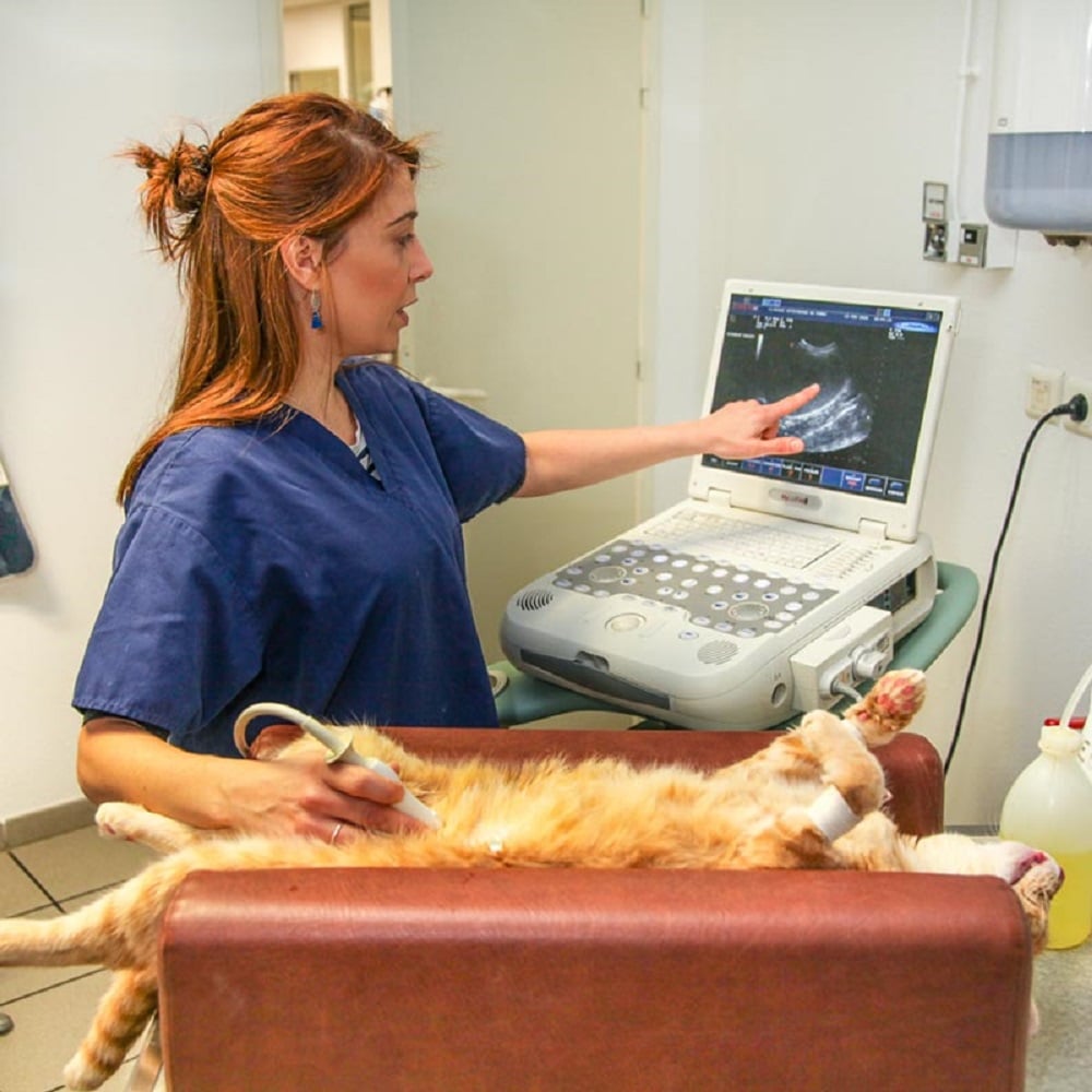 savoir sur les consultations vétérinaires et l'insuffisance rénale chronique chez le chat